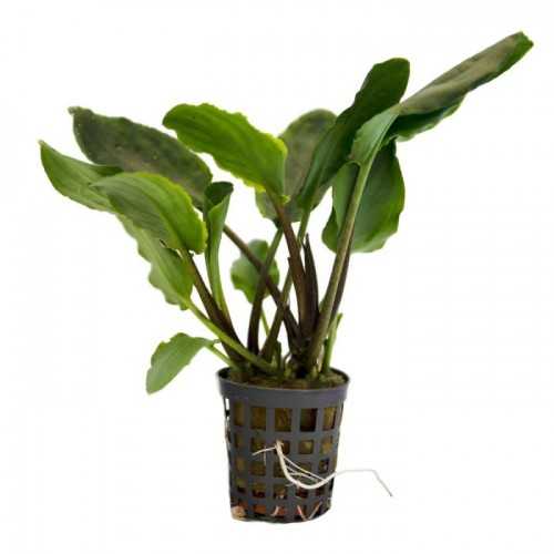 Lagenandra Meeeboldii Green in Jar - Aquaflora