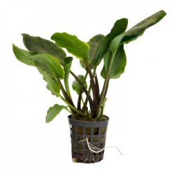 Lagenandra Meeeboldii Green in Jar - Aquaflora