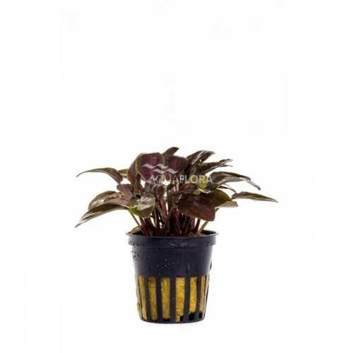 Lagenandra Meeeboldii Red in Jar - Aquaflora