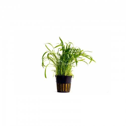Lilaeopsis novea-zealandiae in jar - Aquaflora