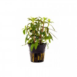 Limnophila aromatic in jar - Aquaflora