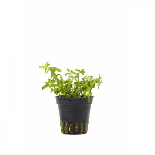 Limnophila sp. Vietnam dans Jar - Aquaflora