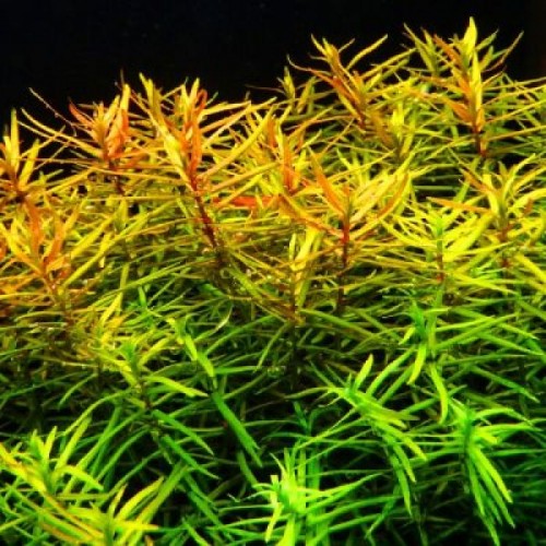 Limnophila sp. Vietnam dans Jar - Aquaflora