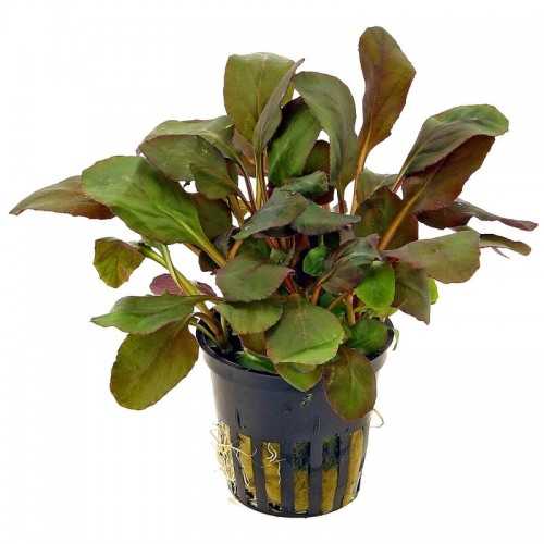 Lobelia Cardinalis in jar - Aquaflora