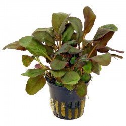 Lobelia Cardinalis in jar - Aquaflora