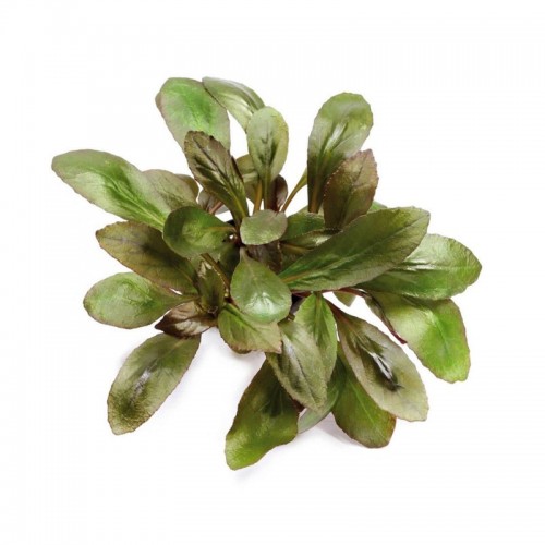 Lobelia cardinalis à Jar - Aquaflora