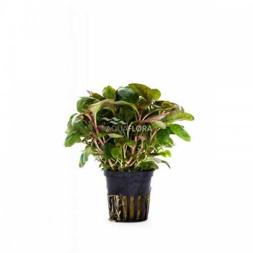 Lobelia Cardinalis Mini in jar - Aquaflora