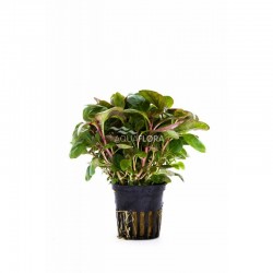 Lobelia Cardinalis Mini in jar - Aquaflora