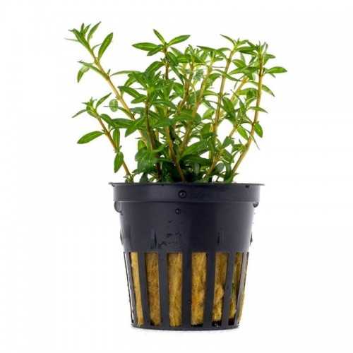 Ludwigia arched in jar - Aquaflora