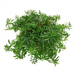 Ludwigia arched in jar - Aquaflora
