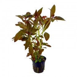 Ludwigia Glandulosa in jar - Aquaflora