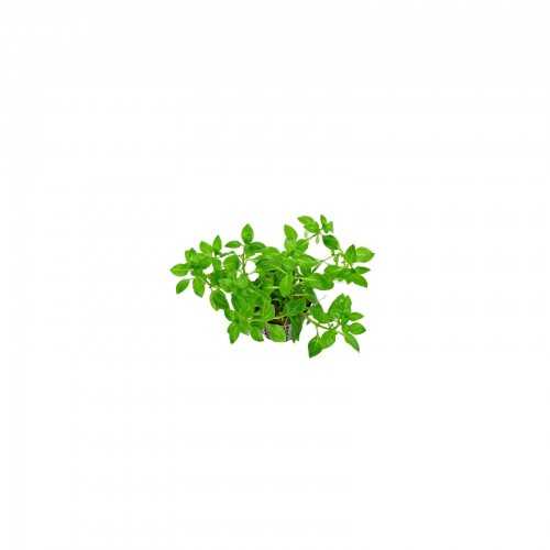 Ludwigia Palustris Green in Jar - Aquaflora