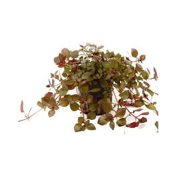 Ludwigia Palustris Super rouge à Jar - Aquaflora