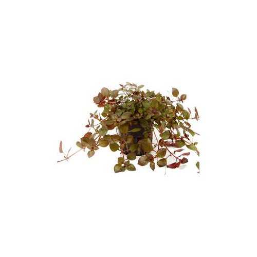 Ludwigia Palustris Super Red in Jar - Aquaflora