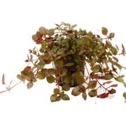 Ludwigia palustris Super Red in pot - Aquaflora