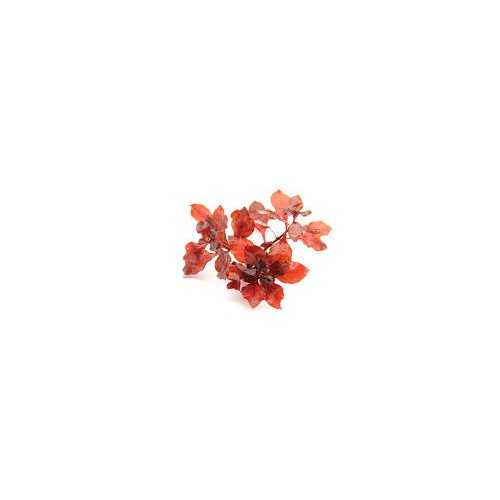 Ludwigia Palustris Super Red in Jar - Aquaflora