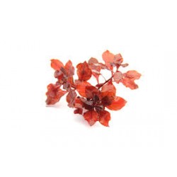 Ludwigia Palustris Super Red in Jar - Aquaflora