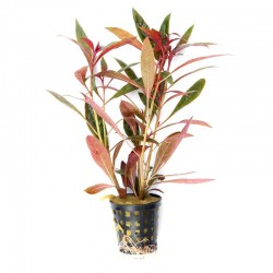 Ludwigia perennis in jar - Aquaflora