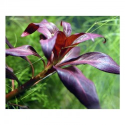 Ludwigia perennis in jar - Aquaflora