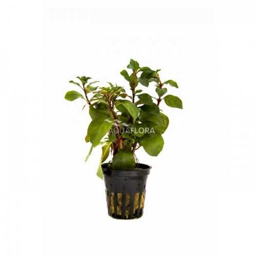 Ludwigia repens mesacana in jar - Aquaflora