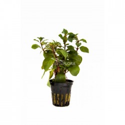 Ludwigia repens mesacana in jar - Aquaflora