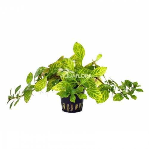 Ludwigia sp. Atlantis in jar - Aquaflora