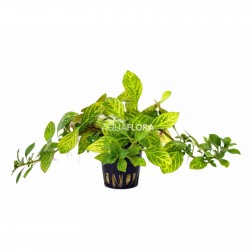 Ludwigia sp. Atlantis in jar - Aquaflora