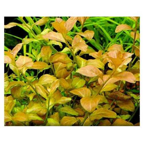 Ludwigia sp. Atlantis in jar - Aquaflora