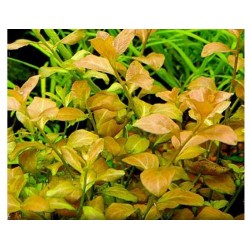 Ludwigia sp. Atlantis in jar - Aquaflora