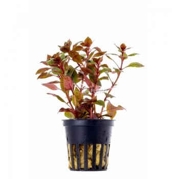 Ludwigia sp. Mini Super Red in vasetto - Aquaflora