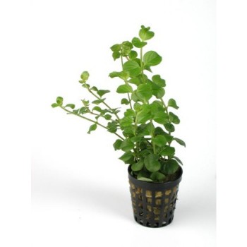 Lysimachia Nummularia dans Jar - Aquaflora