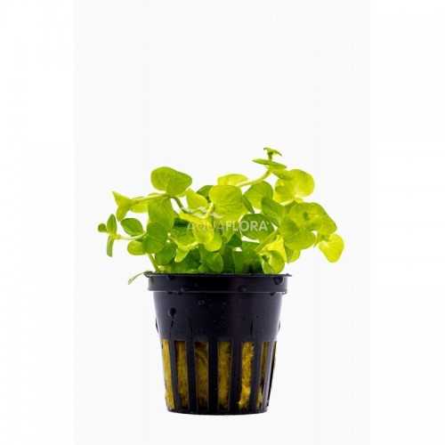 Lysimachia nummularia golden in jar - Aquaflora