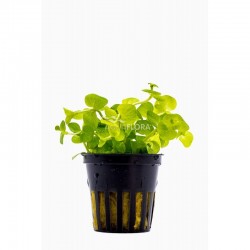 Lysimachia nummularia golden in jar - Aquaflora
