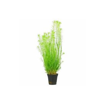 Mayaca fluvatilis à Jar - Aquaflora
