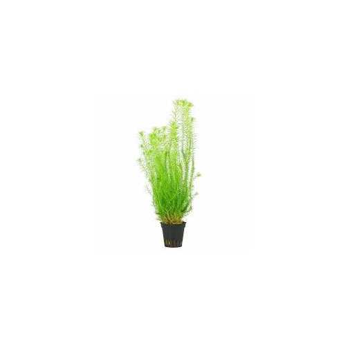 Mayaca fluvatilis in jar - Aquaflora