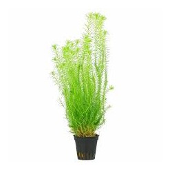 Mayaca fluvatilis in jar - Aquaflora