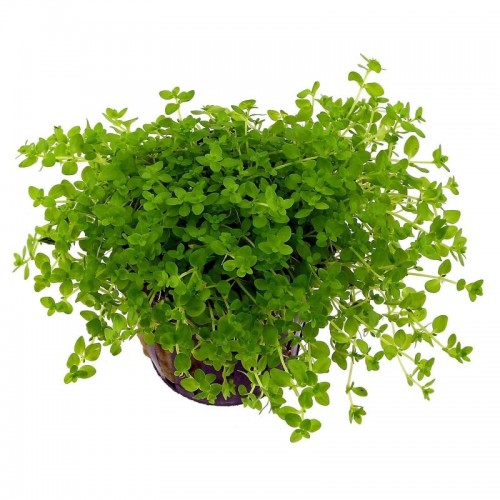 Micranthemum Micranthemoides dans Jar - Aquaflora