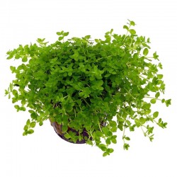 Micranthemum micranthemoides in pot - Aquaflora