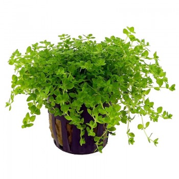 Micranthemum Micranthemoides dans Jar - Aquaflora 2