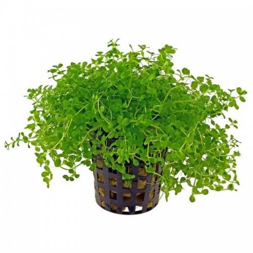 Micranthemum Species Monte Carlo in Jasetto -...