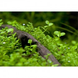 Micranthemum species Monte Carlo in pot - Aquaflora