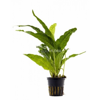 Microsorum pteropus in a jar - Aquaflora