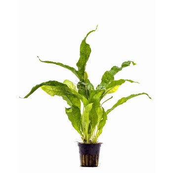 Microsorum pteropus latifolia à Jar - Aquaflora