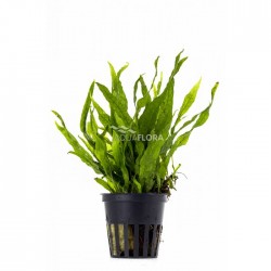 Microsorum pteropus Petit in jar - Aquaflora