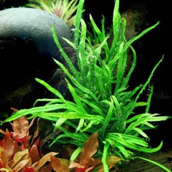 Trident de Microsorum Pteropus dans Jar - Aquaflora