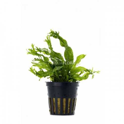 Microsorum Pteropus Windelov in jar - Aquaflora