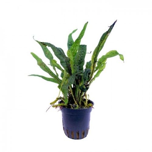 Microsorum sp. Inde à Jar - Aquaflora