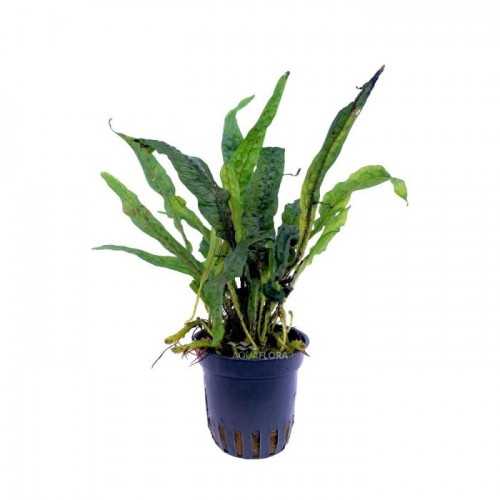 Microsorum sp. India in jar - Aquaflora
