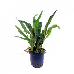 Microsorum sp. India in vasetto - Aquaflora