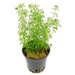 Myriophyllum sp. Guyana in jar - Aquaflora
